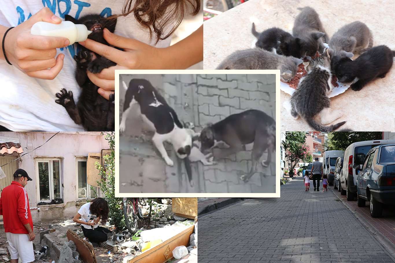 Fatih'te pitbull cinsi köpekler onlarca kediyi öldürdü: Mahalleli çözüm bulunmasını istiyor Fatih'te pitbull cinsi köpekler onlarca kediyi öldürdü: Mahalleli çözüm bulunmasını istiyor